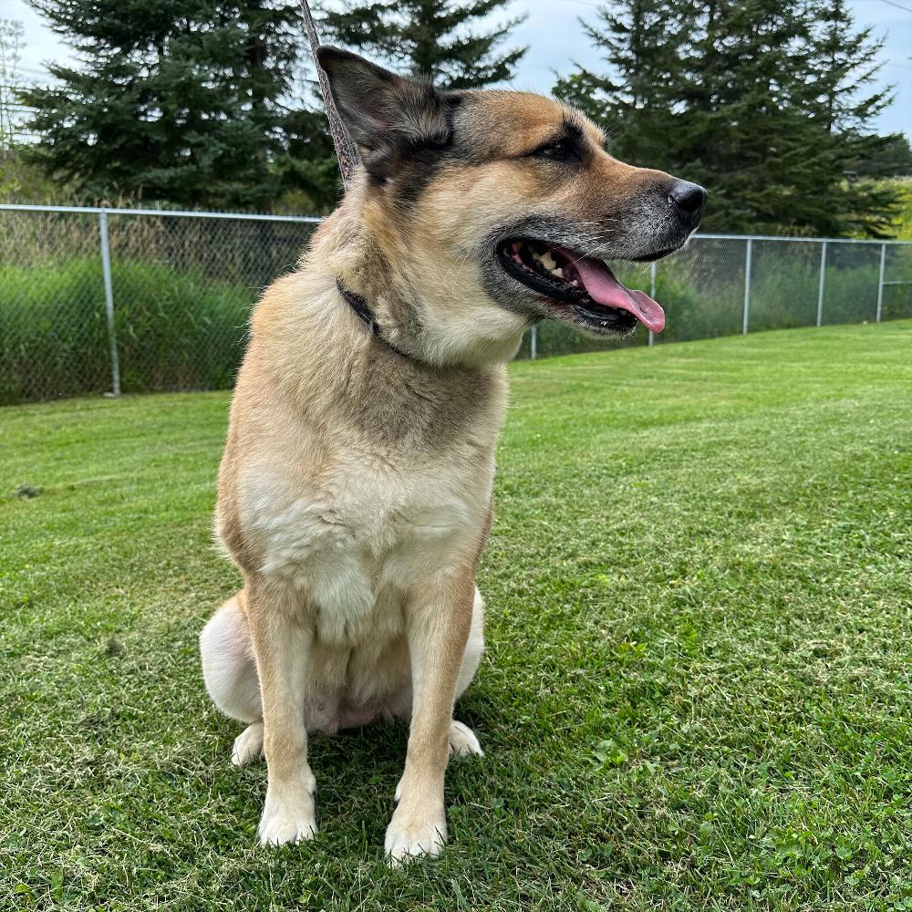 Animals - Nikki - Sault Ste. Marie Humane Society