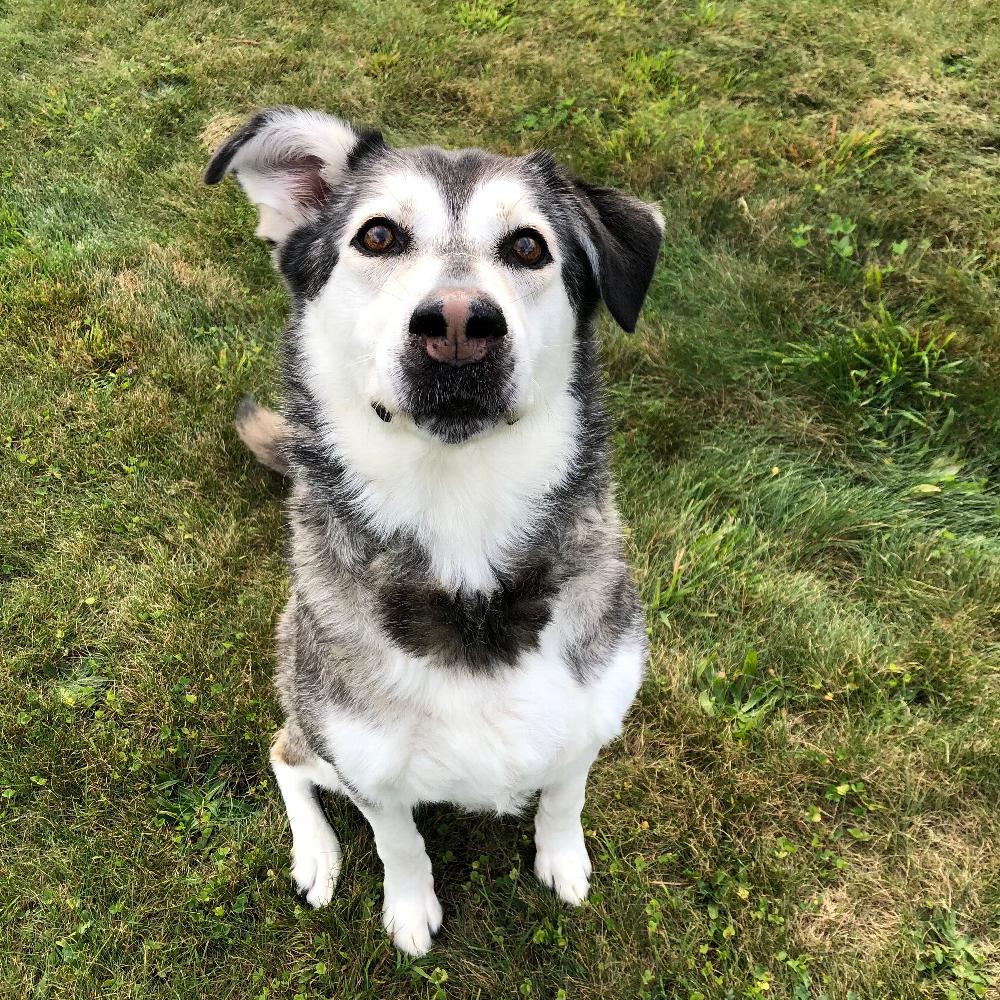 Animals - Maddie - Sault Ste. Marie Humane Society