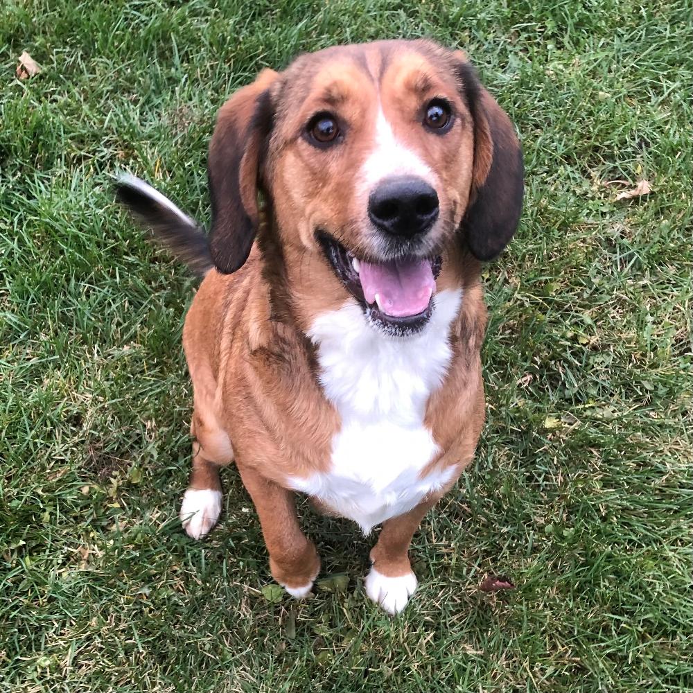 Animals - Lucy - Sault Ste. Marie Humane Society