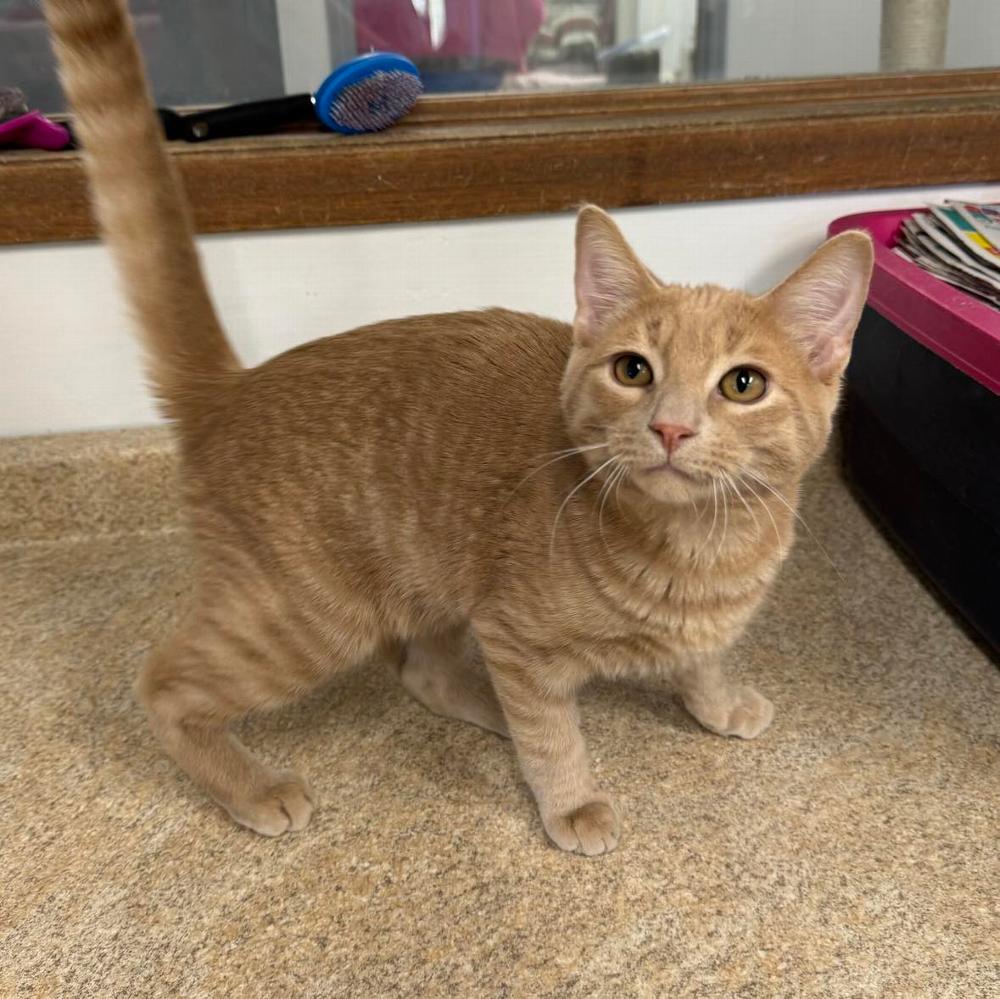 Animals - Toaster Strudel - Sault Ste. Marie Humane Society