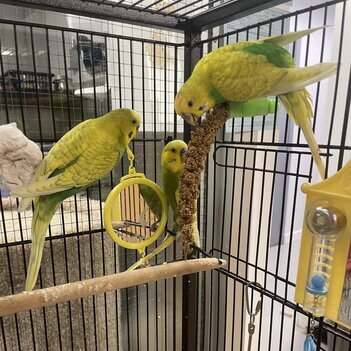 Budgies