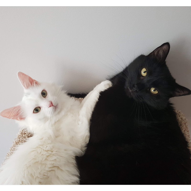 Luna & Alastor Profile Picture